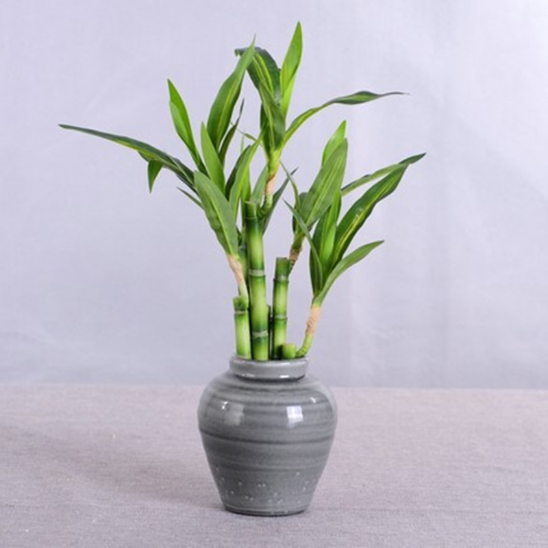 New 40cm Artificial Lucky Bamb - Aquarium Fish Saltwater recension och pris
