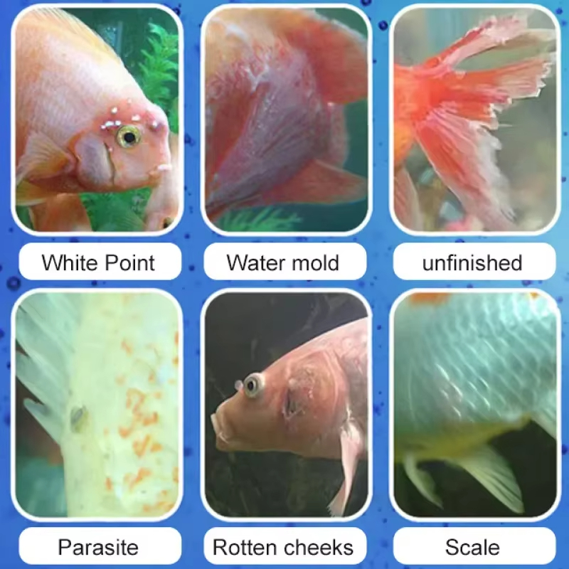 SIKEZHAN Fish Disease Treatmen - Aquarium Fish Saltwater recension och pris