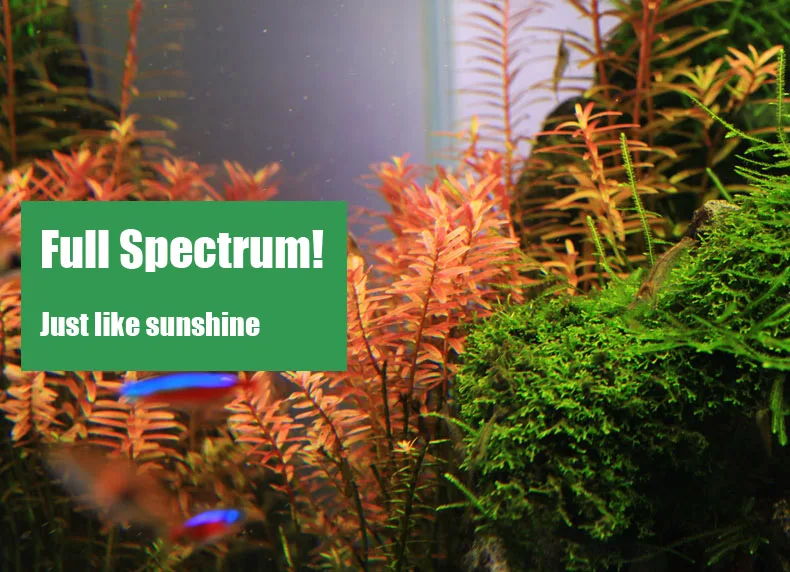 Chihiros C Series ADA Style Pl - Aquarium Fish Background recension och pris